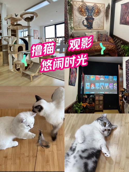 四虎影院网红美女的相关介绍