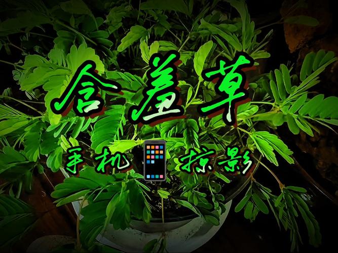 老子神马影院的相关介绍